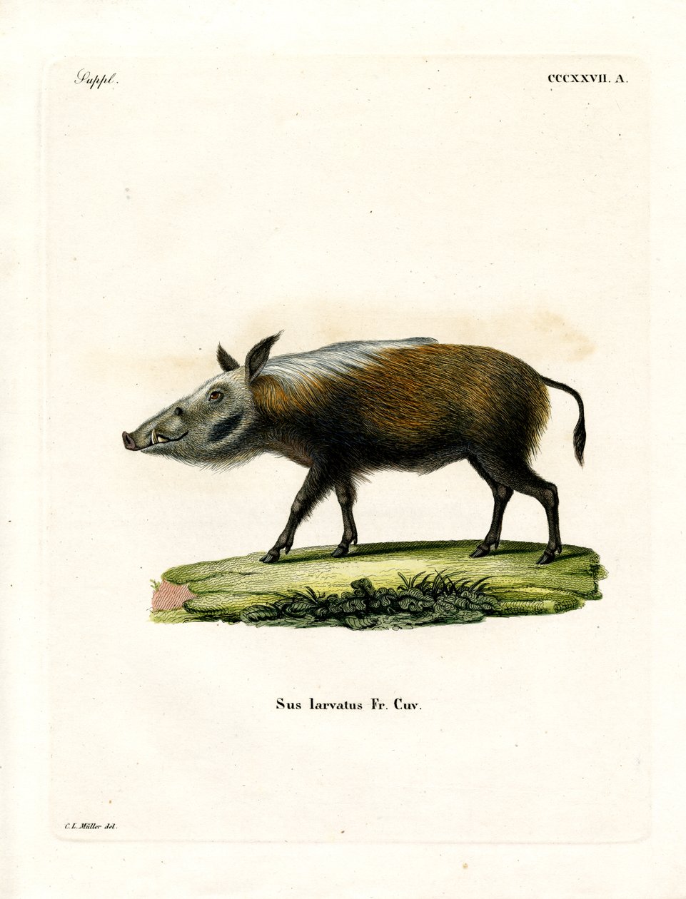 Bushpig (värillinen kaiverrus) tekijältä German School