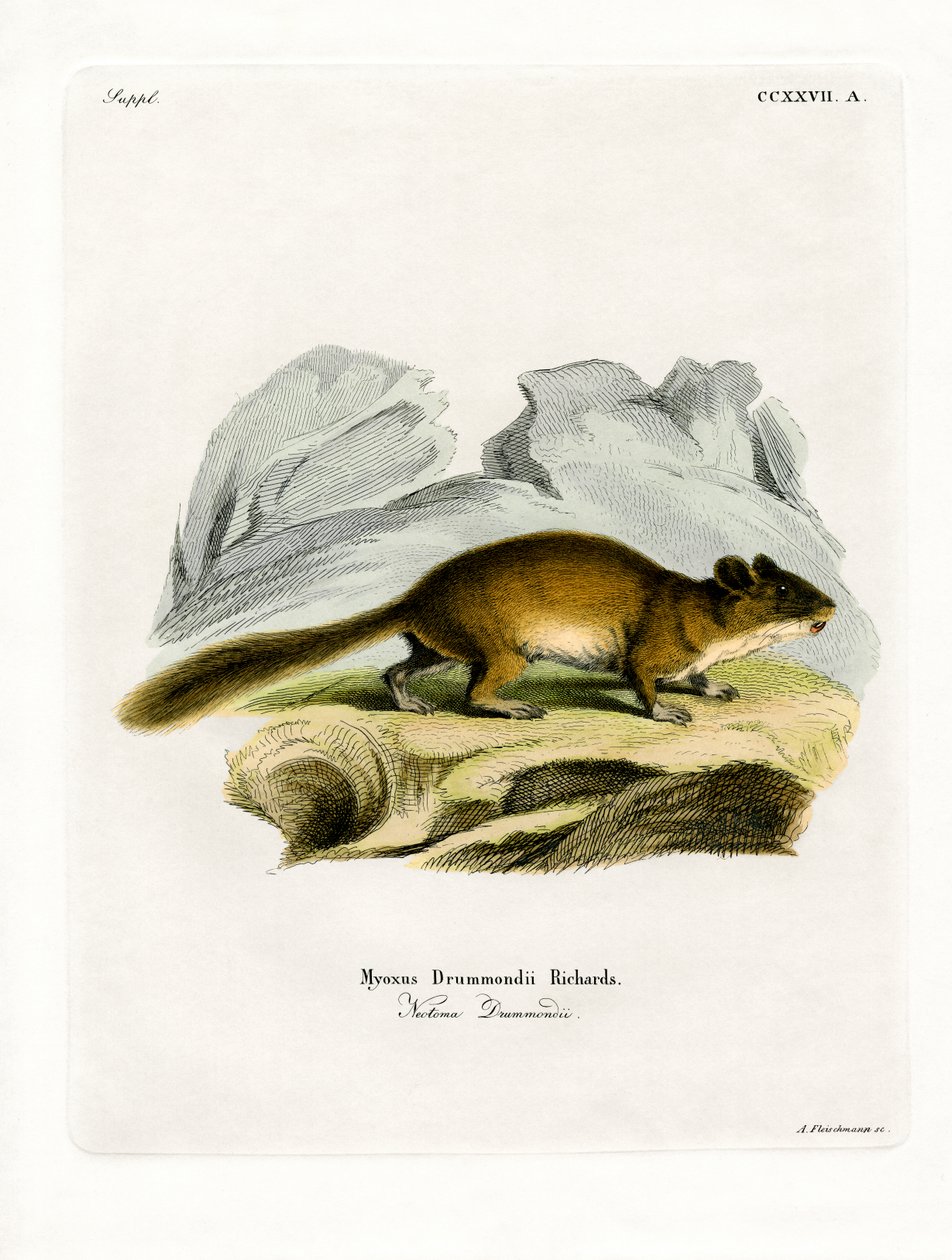 Bushy-tailed Woodrat (värillinen kaiverrus) tekijältä German School