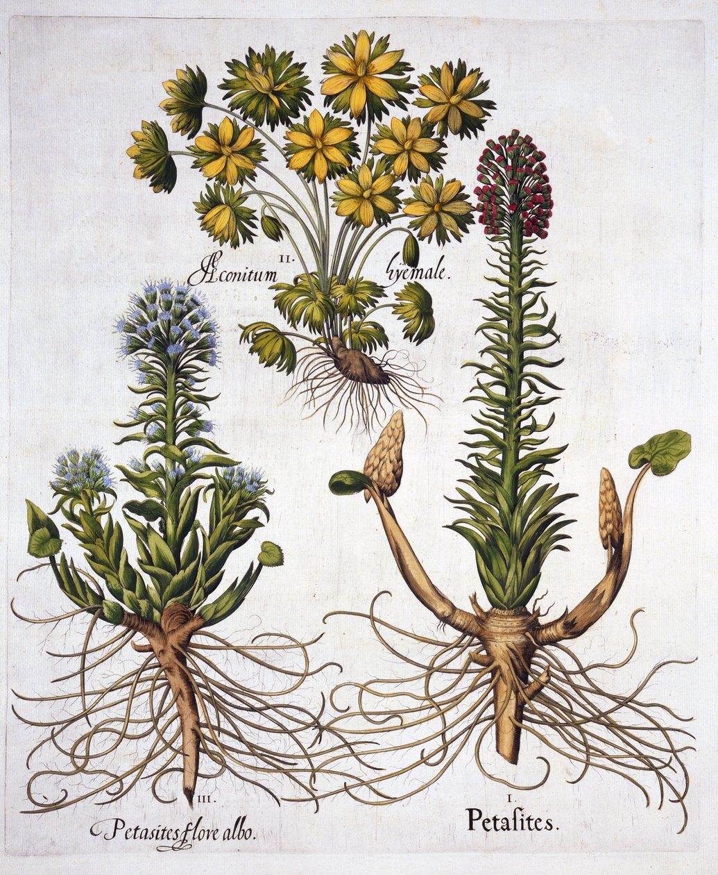 Butterburs ja Winter Aconite, Hortus Eystettensis, kirjoittanut Basil Besler (1561-1629), pub. 1613 (käsinvärinen kaiverrus) tekijältä German School