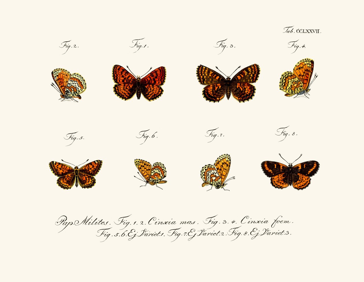 Perhosia tekijältä German School