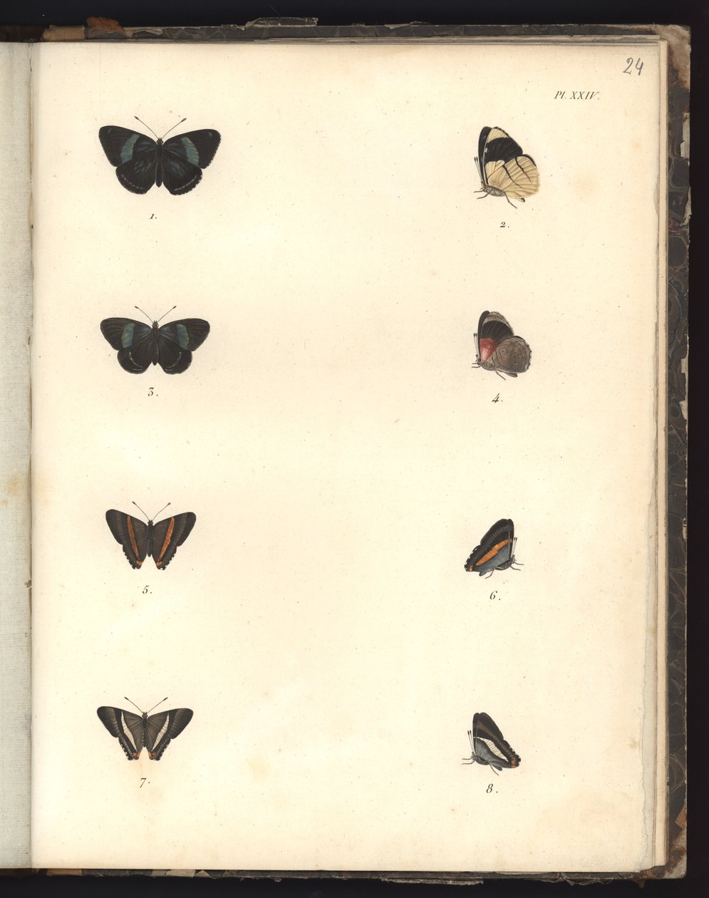 Butterflies, Pl. XXIV, kuva eläintieteen ja vertailevan anatomian havainnointikokoelmasta, tehty Atlantin valtamerellä, uuden mantereen sisäosissa ja Etelämerellä vuoden aikana tekijältä German School
