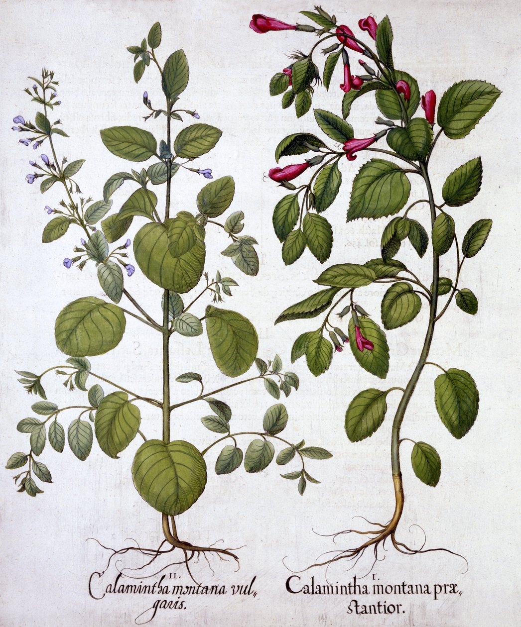 Calamints, Hortus Eystettensis, kirjoittanut Basil Besler (1561-1629), pub. 1613 (käsinvärinen kaiverrus) tekijältä German School