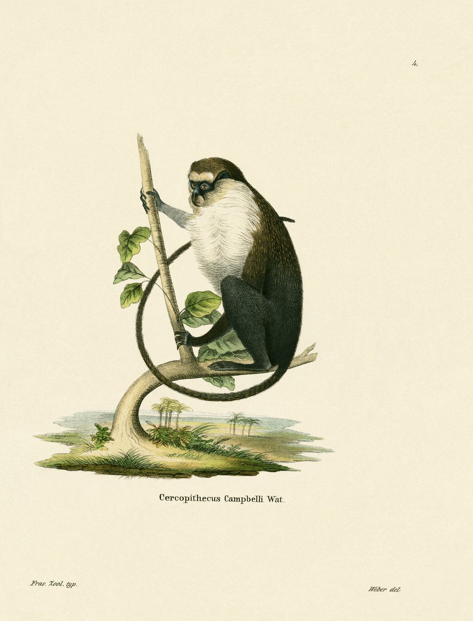 Campbellin Mona Monkey tekijältä German School