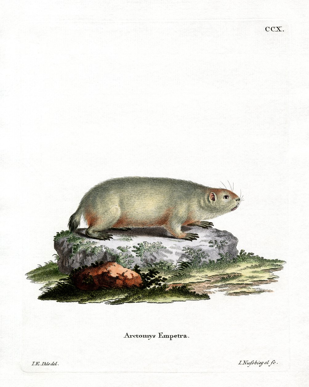 Canadian Marmot (värillinen kaiverrus) tekijältä German School