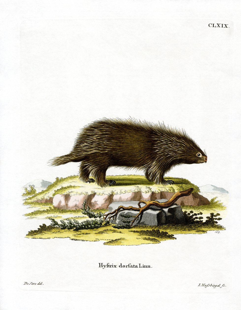 Canadian Porcupine (värillinen kaiverrus) tekijältä German School