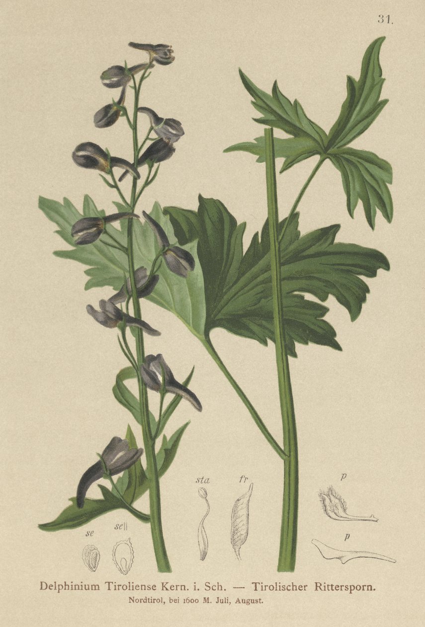 Kynttilänkynttilä (Delphinium elatum, Delphinium tiroliense) tekijältä German School