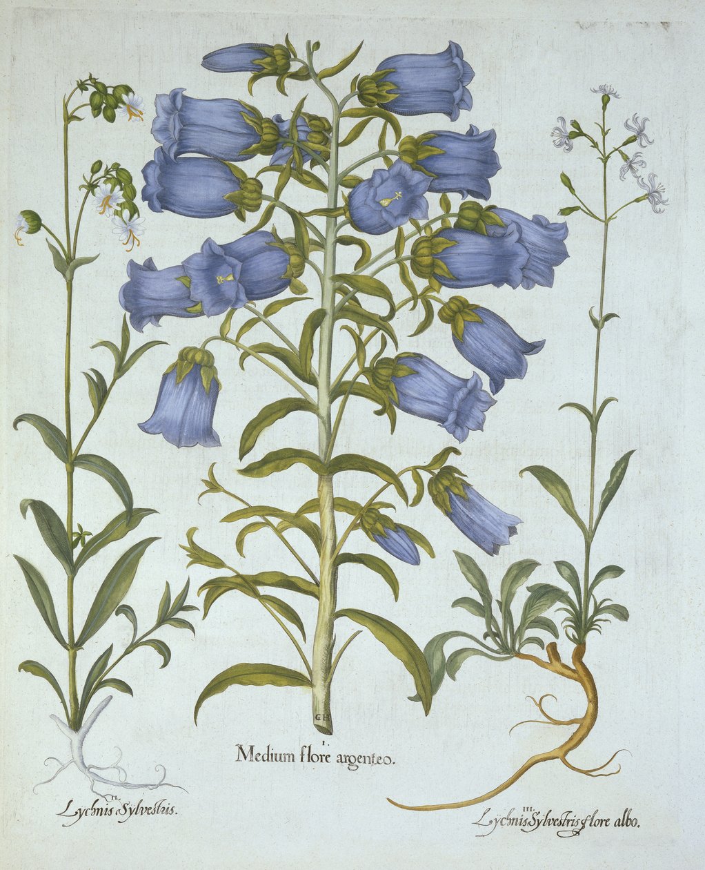Canterbury Bells, White Bladder Campion, Nottingham Catchfly, Hortus Eystettensis, kirjoittanut Basil Besler (1561-1629), pub. 1613 (käsinvärinen kaiverrus) tekijältä German School