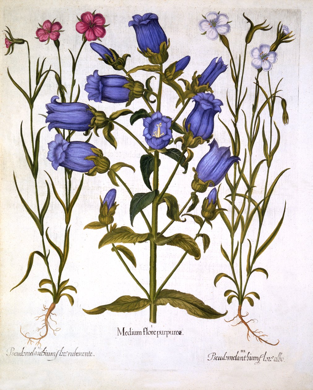 Canterbury Bells ja Corn Cockles, Hortus Eystettensis, kirjoittanut Basil Besler (1561-1629), pub. 1613 (käsinvärinen kaiverrus) tekijältä German School