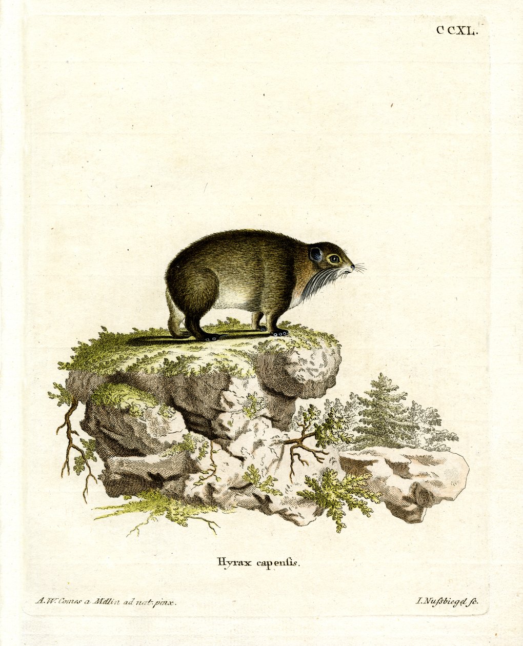 Cape Hyrax (värillinen kaiverrus) tekijältä German School