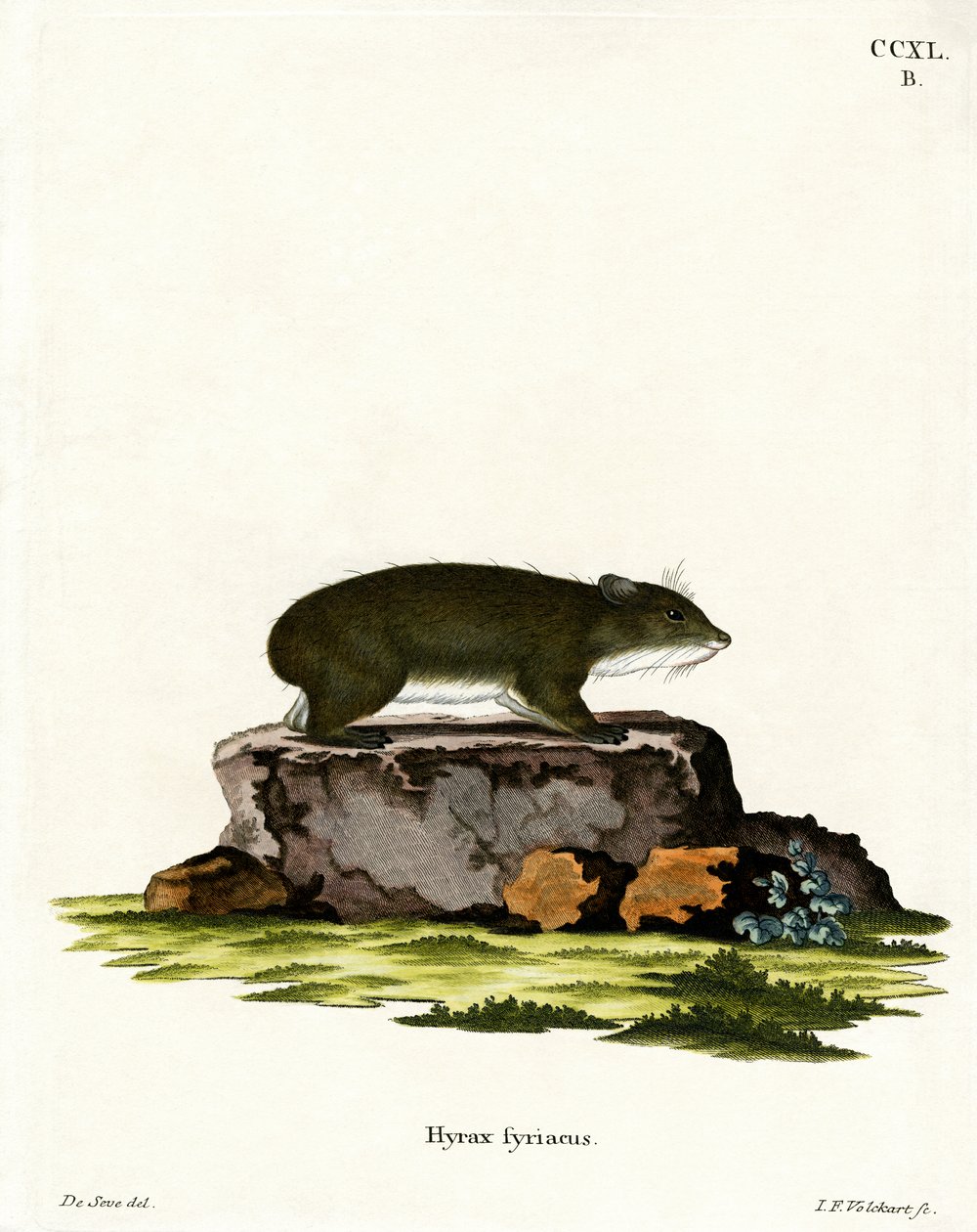 Cape Hyrax (värillinen kaiverrus) tekijältä German School