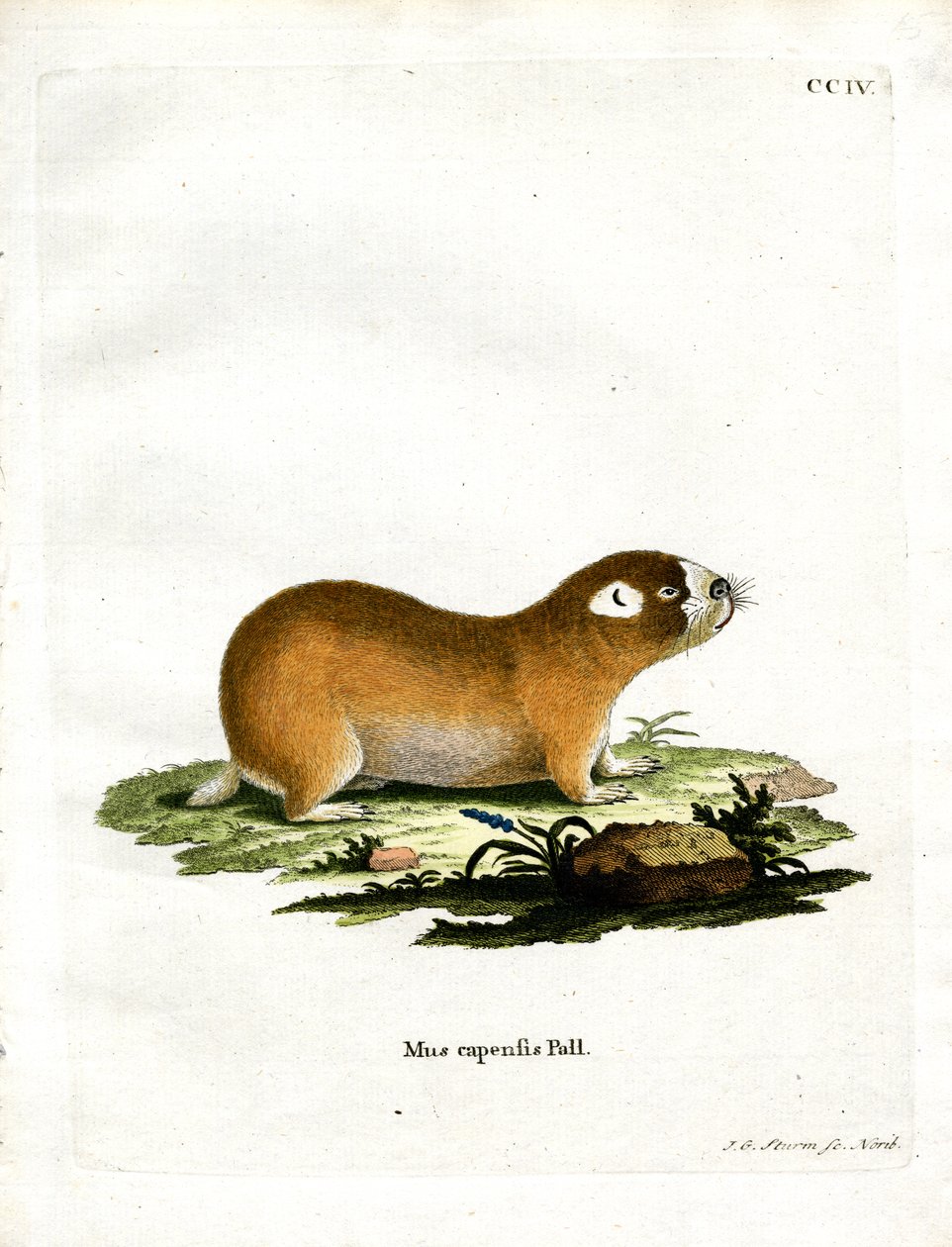 Cape Mole Rat (värillinen kaiverrus) tekijältä German School