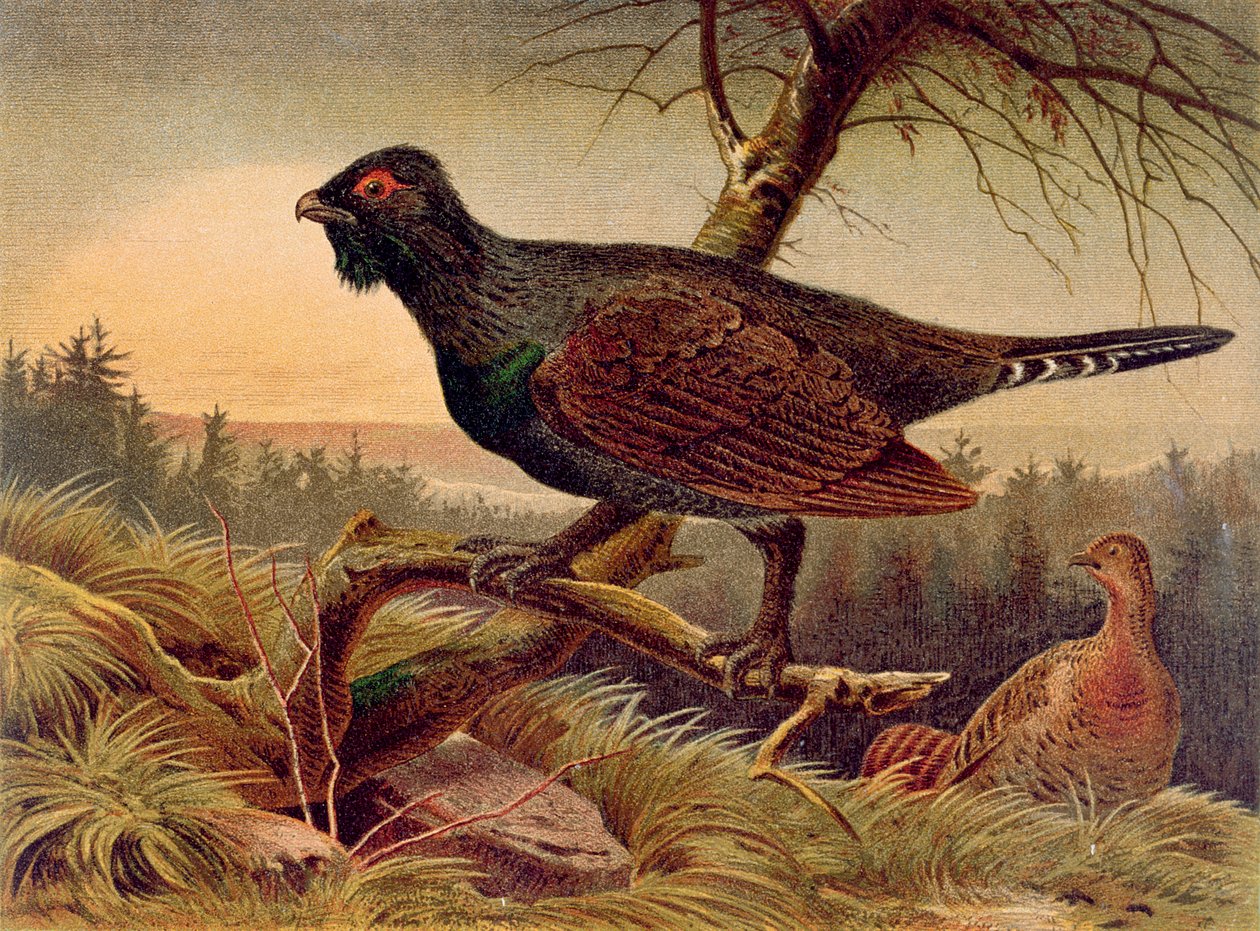 Metso, levy Brehms Tierlebenistä: Allgemeine Kunde des Tierreichs, vol.5, s.474, julkaisija Bibliographisches Institut, 1892 tekijältä German School
