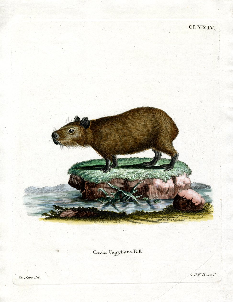 Capybara (värillinen kaiverrus) tekijältä German School