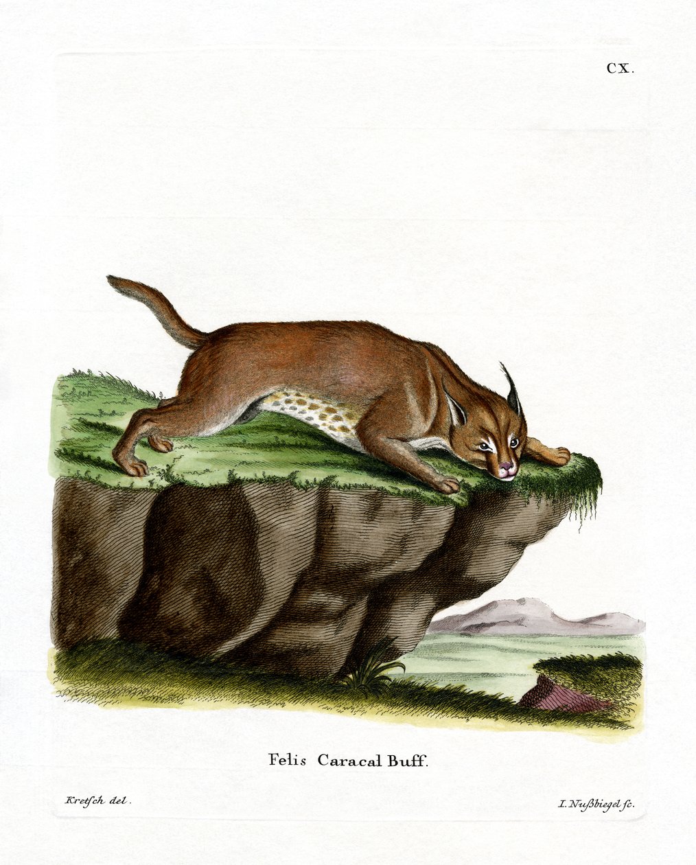 Caracal (värillinen kaiverrus) tekijältä German School