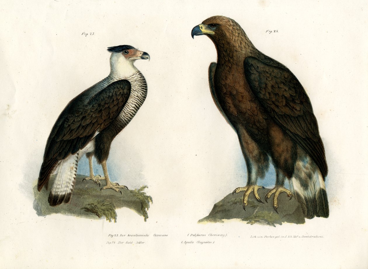 Caracara, 1864 tekijältä German School