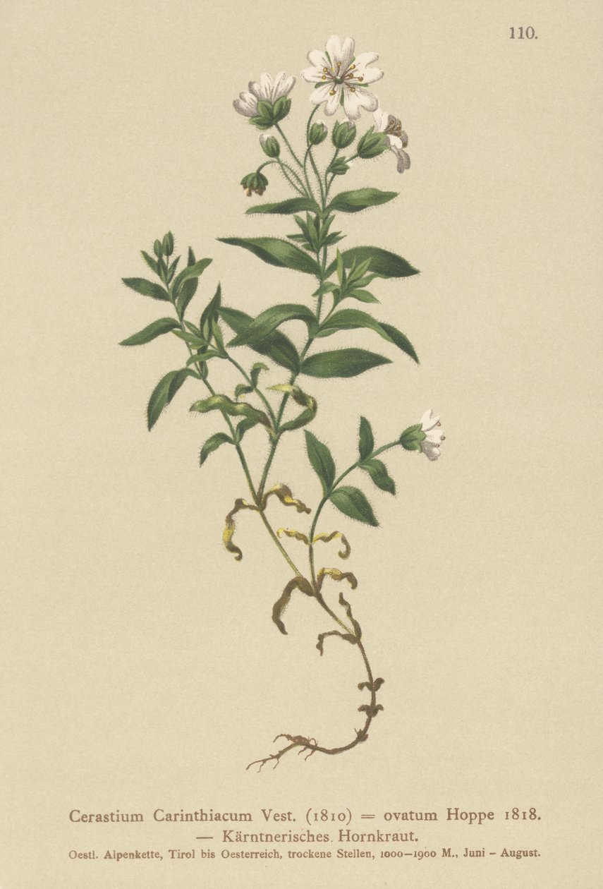 Kärntenin hiirikorva (Cerastium Carinthiacum, Cerastium ovatum) tekijältä German School