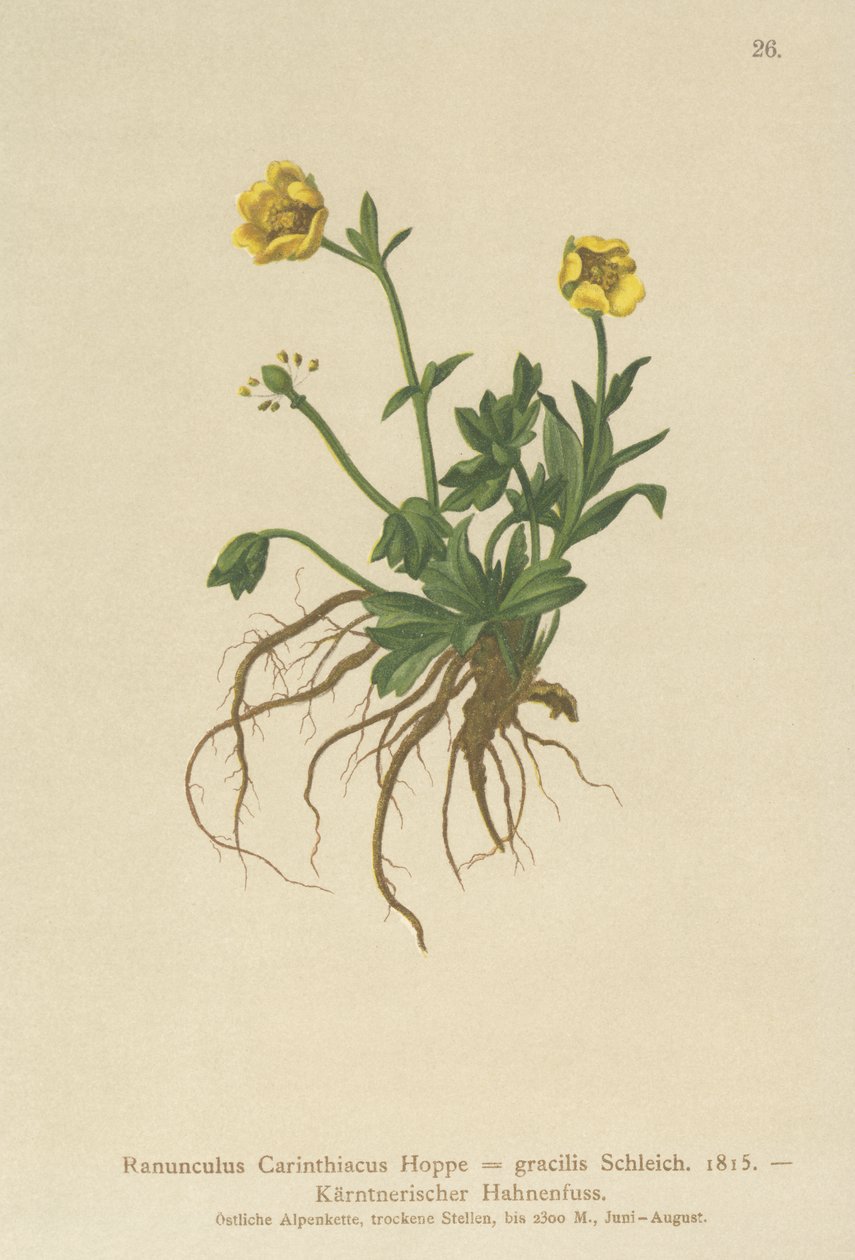 Kärntenin leinikki (Ranunculus Carinthiacus, Ranunculus gracilis) tekijältä German School