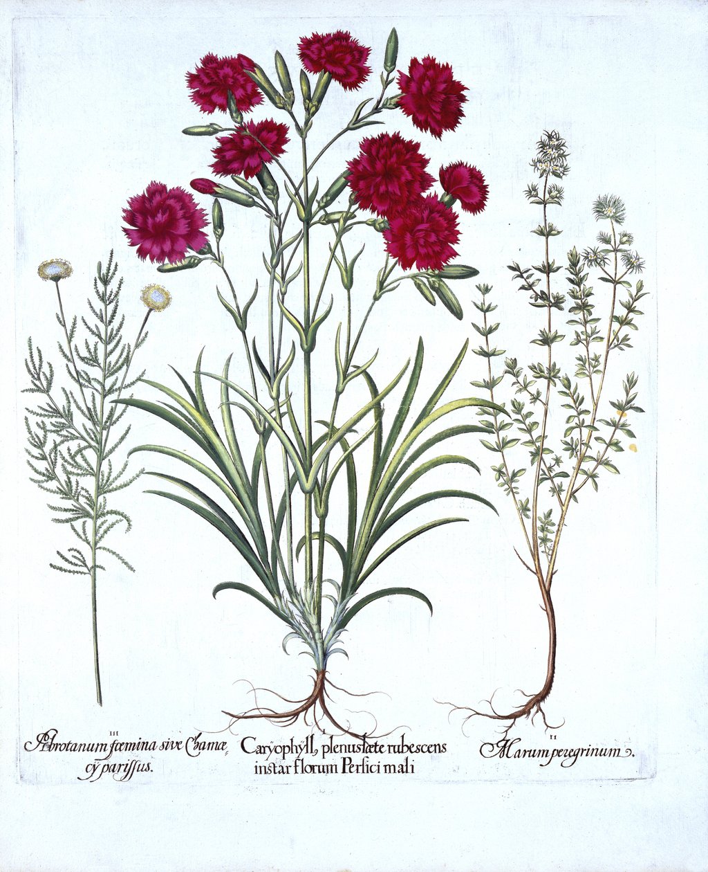 Neilikka, kissatimjami ja tavallinen laventelipuuvilla, Hortus Eystettensis, Basil Besler (1561-1629), pub. 1613 (käsinvärinen kaiverrus) tekijältä German School