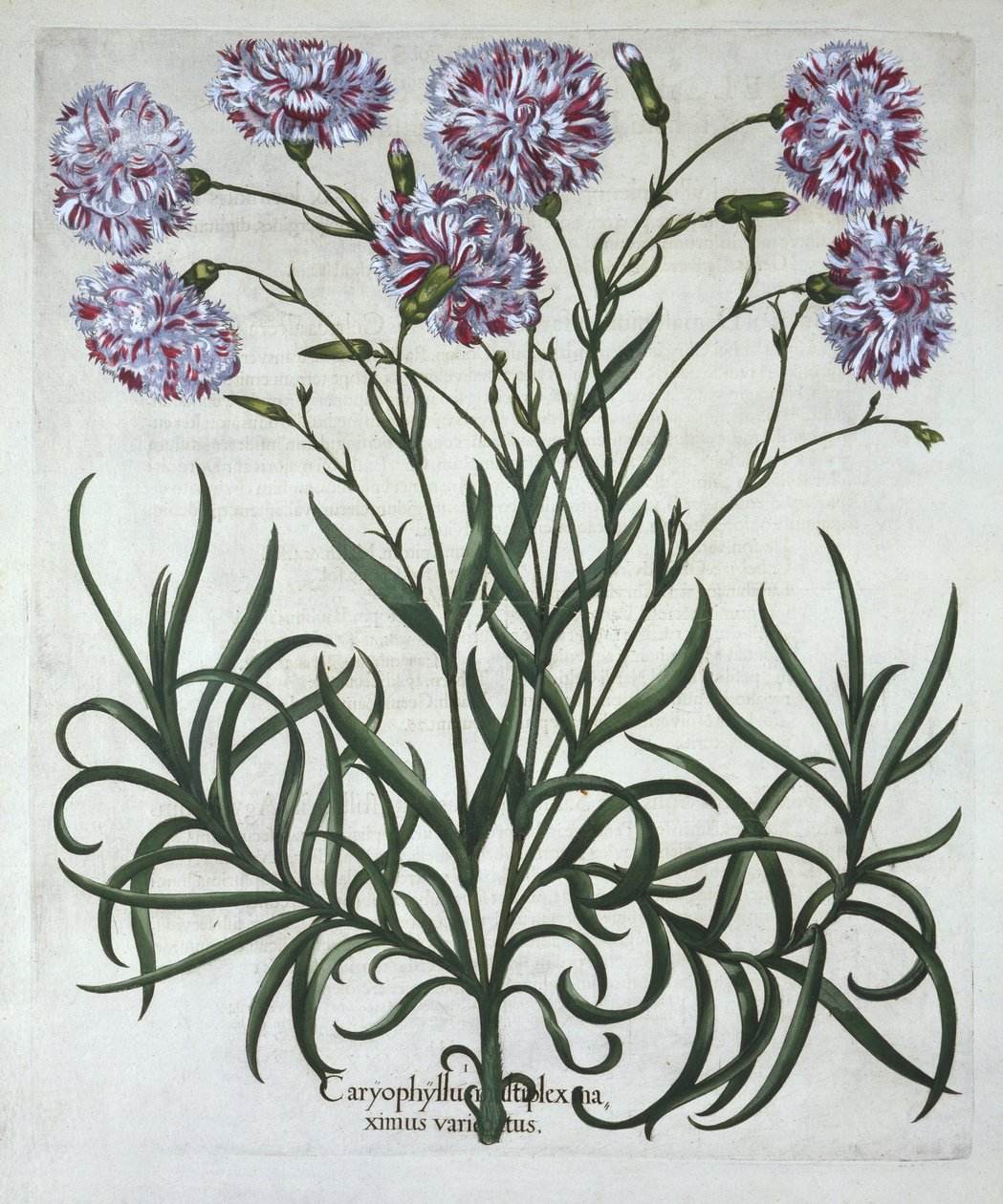 Neilikka, Hortus Eystettensis, kirjoittanut Basil Besler (1561-1629), pub. 1613 (käsinvärinen kaiverrus) tekijältä German School