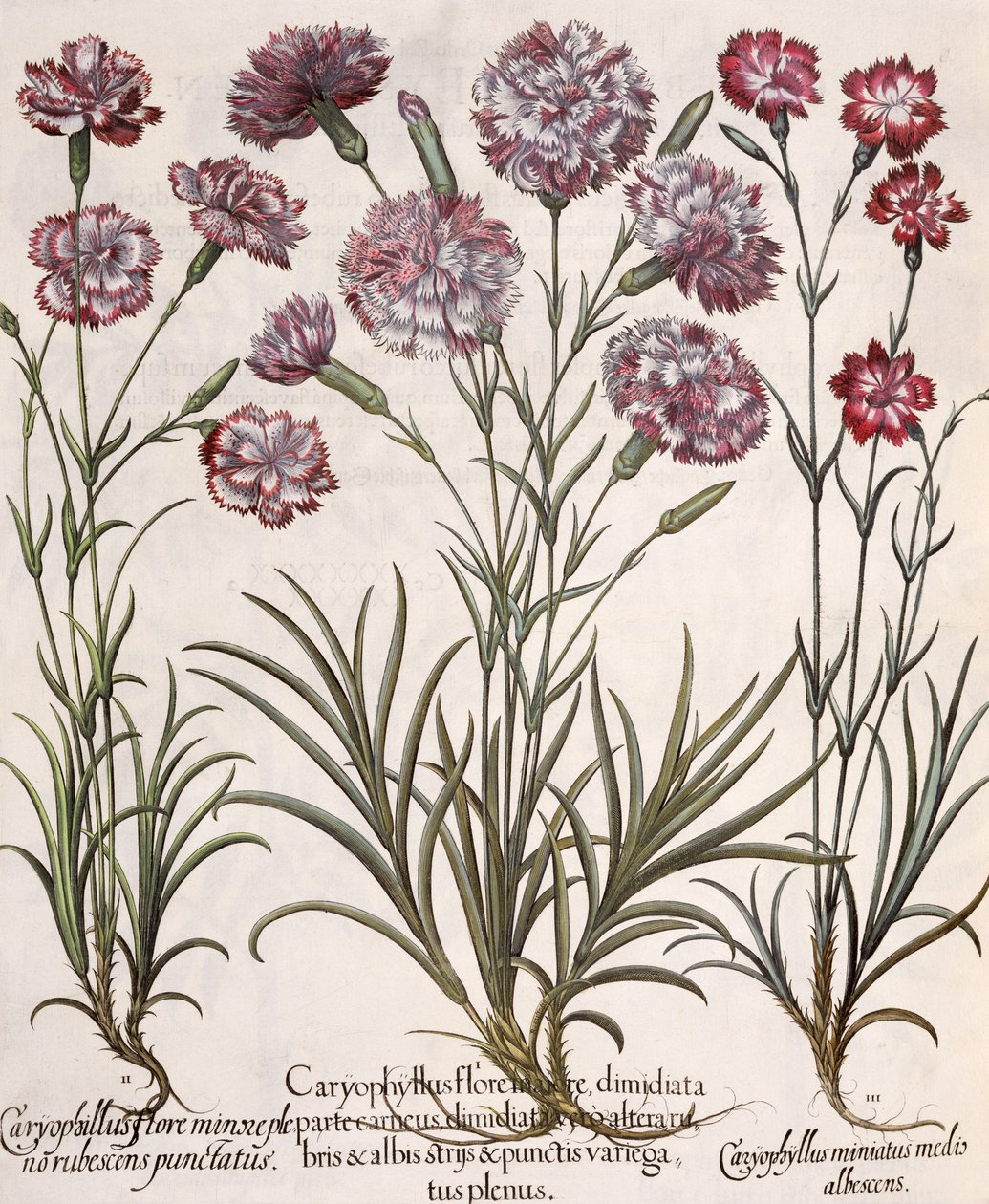 Neilikat: 1. Caryophyllus major -kukka; 2. Caryophyllus alle täysikukkainen, punertava terävä; 3. Caryophyllus miniatus medis albescens, Basil Beslerin (1561-1629) Hortus Eystettensisistä, pub. tekijältä German School