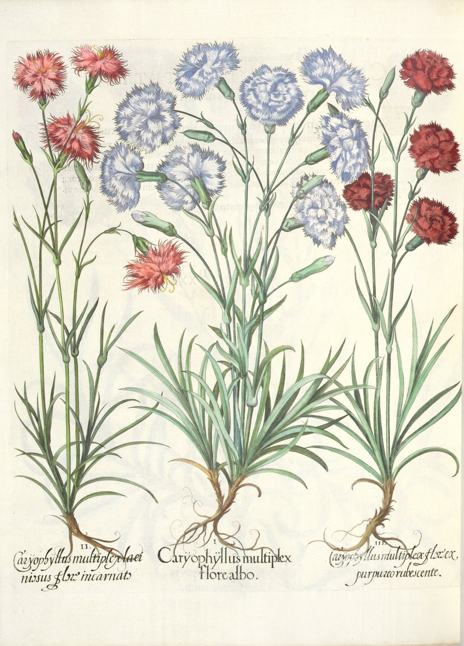 Neilikat: 1. Caryophyllus, jossa on useita valkoisia kukkia; 2. Caryophyllus moninkertainen, ohut kukka ruumiillistuneeksi; 3. Caryophyllus useat punertavan violetit kukat, Eystettensisin puutarhasta, kirjoittanut Basil Besler tekijältä German School