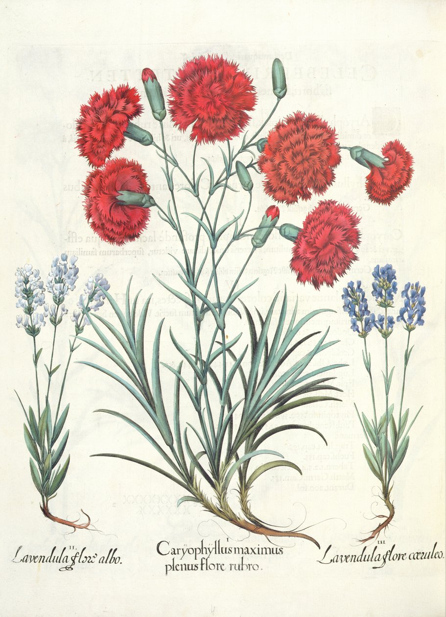 Neilikat ja laventeli: 1. Caryophyllus maximus täynnä punaisia ​​kukkia; 2. Lavandula valkoinen kukka; 3. Lavandula ceruleo flore, Basil Beslerin (1561-1629) Hortus Eystettensisistä, pub. 1613 tekijältä German School