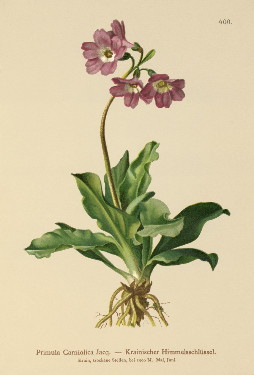 Esikoinen (Primula Carniolica) tekijältä German School