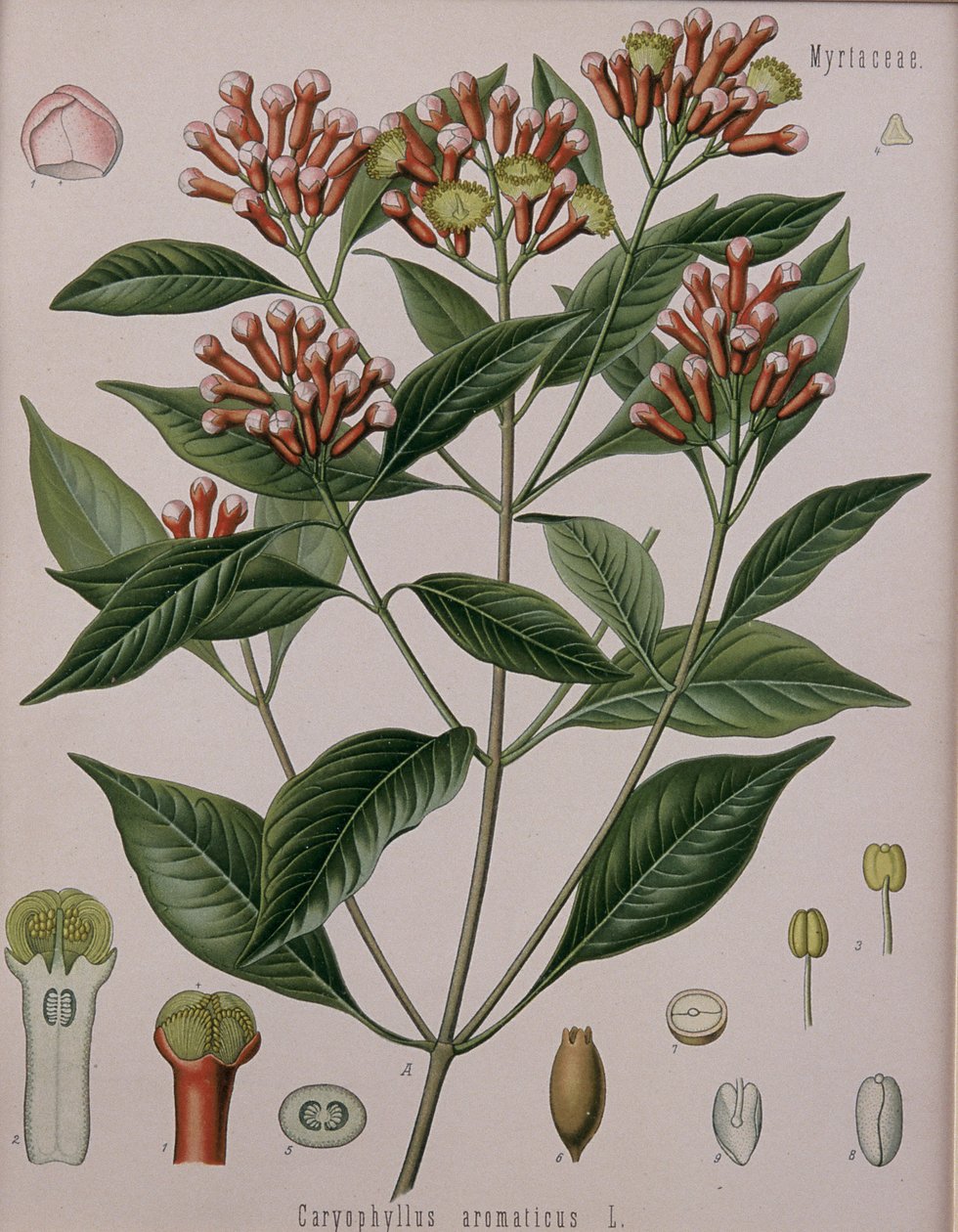 Caryophyllus Aromaticus (neilikka) tekijältä German School