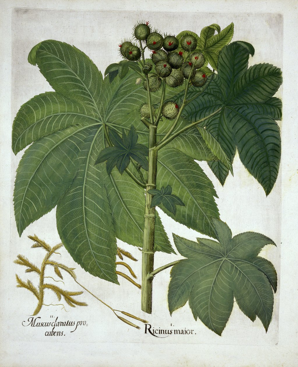 Risiiniöljytehdas, Hortus Eystettensis, Basil Besler (1561-1629) pub. 1613 tekijältä German School
