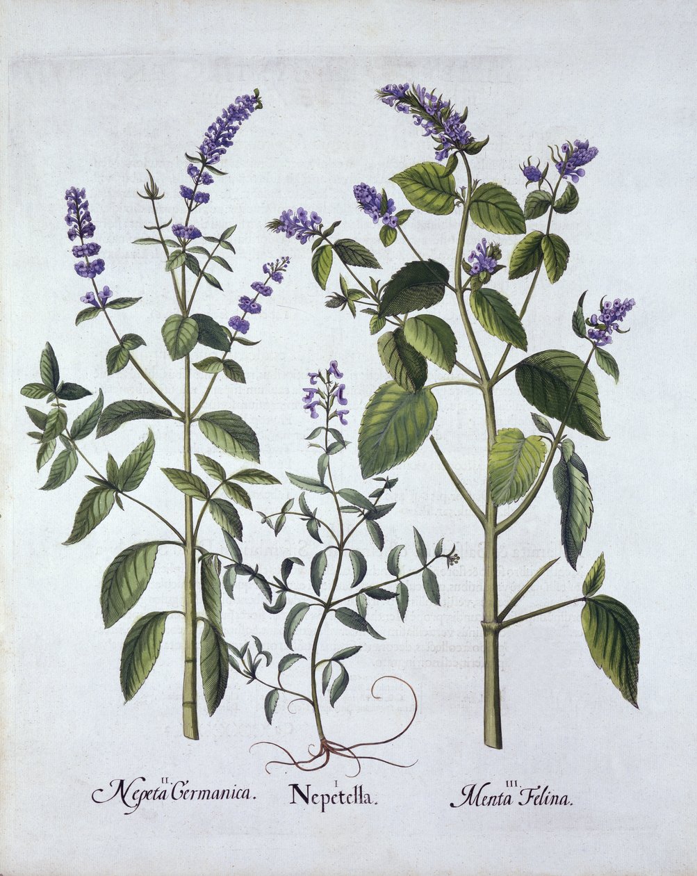 Catmintand Catnip, Hortus Eystettensis, kirjoittanut Basil Besler (1561-1629), pub. 1613 (käsinvärinen kaiverrus) tekijältä German School
