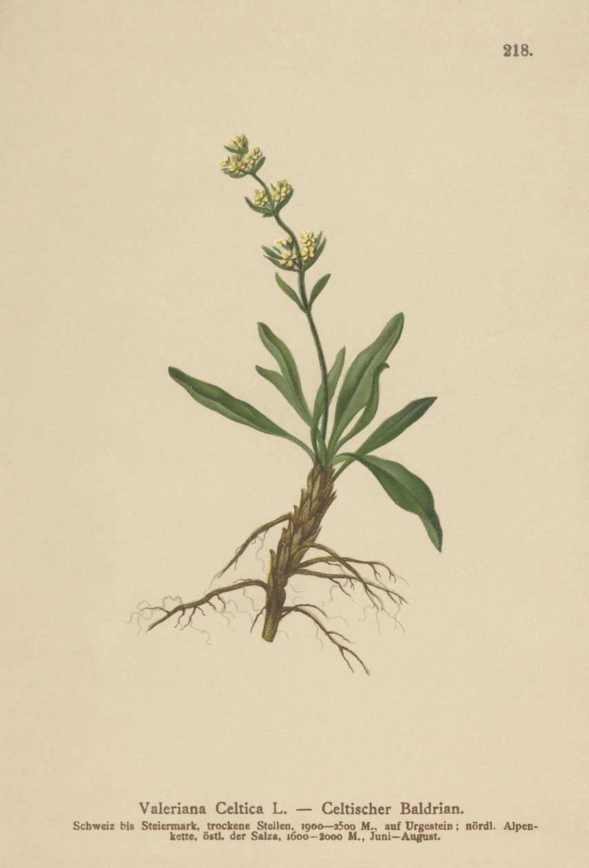 Celtic Spikenard (Valeriana celtica) tekijältä German School