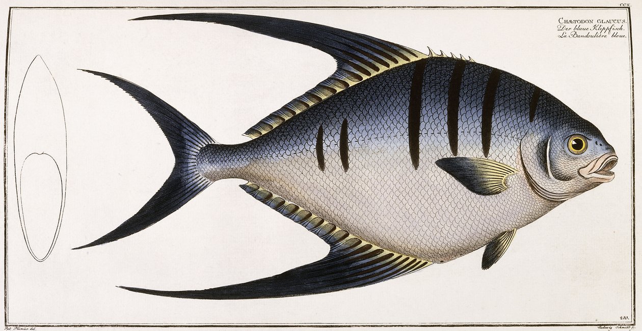 Chaetodon Glaucus, 1785-1788 tekijältä German School