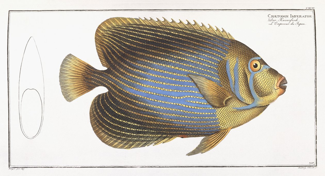 Chaetodon Imperator tekijältä German School