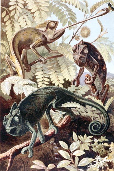 Kameleontti, levy "Brehms Tierleben: Allgemeine Kunde des Tierreichs", vol.7, s.171, julkaisija Bibliographisches Institut tekijältä German School