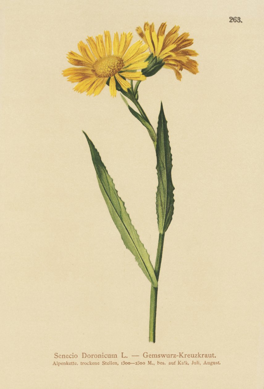 Säämiskä Ragwort (Senecio Doronicum) tekijältä German School