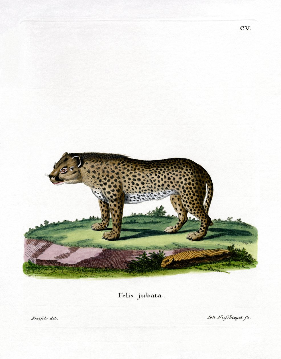 Cheetah (värillinen kaiverrus) tekijältä German School