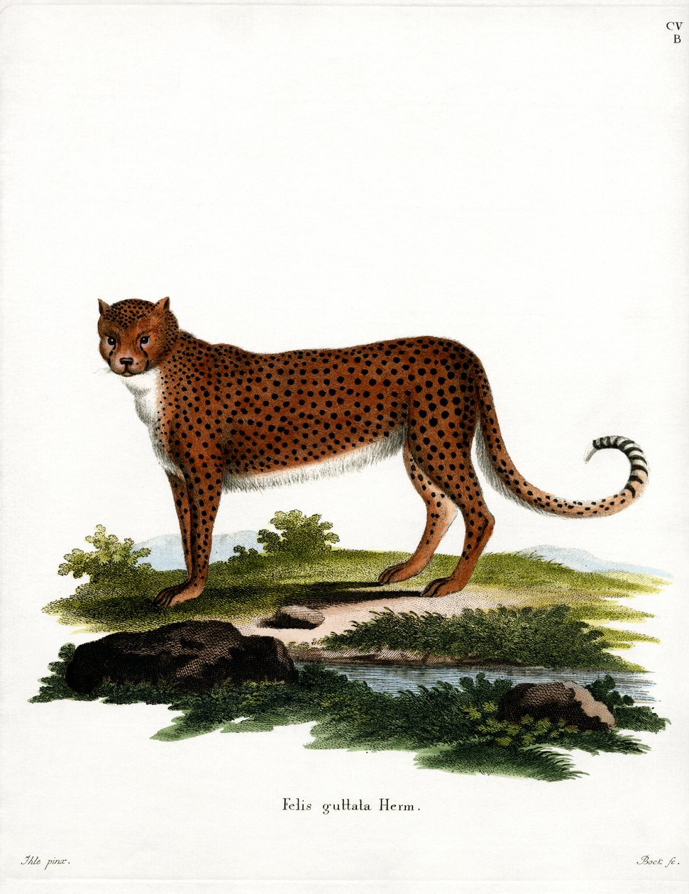 Cheetah (värillinen kaiverrus) tekijältä German School