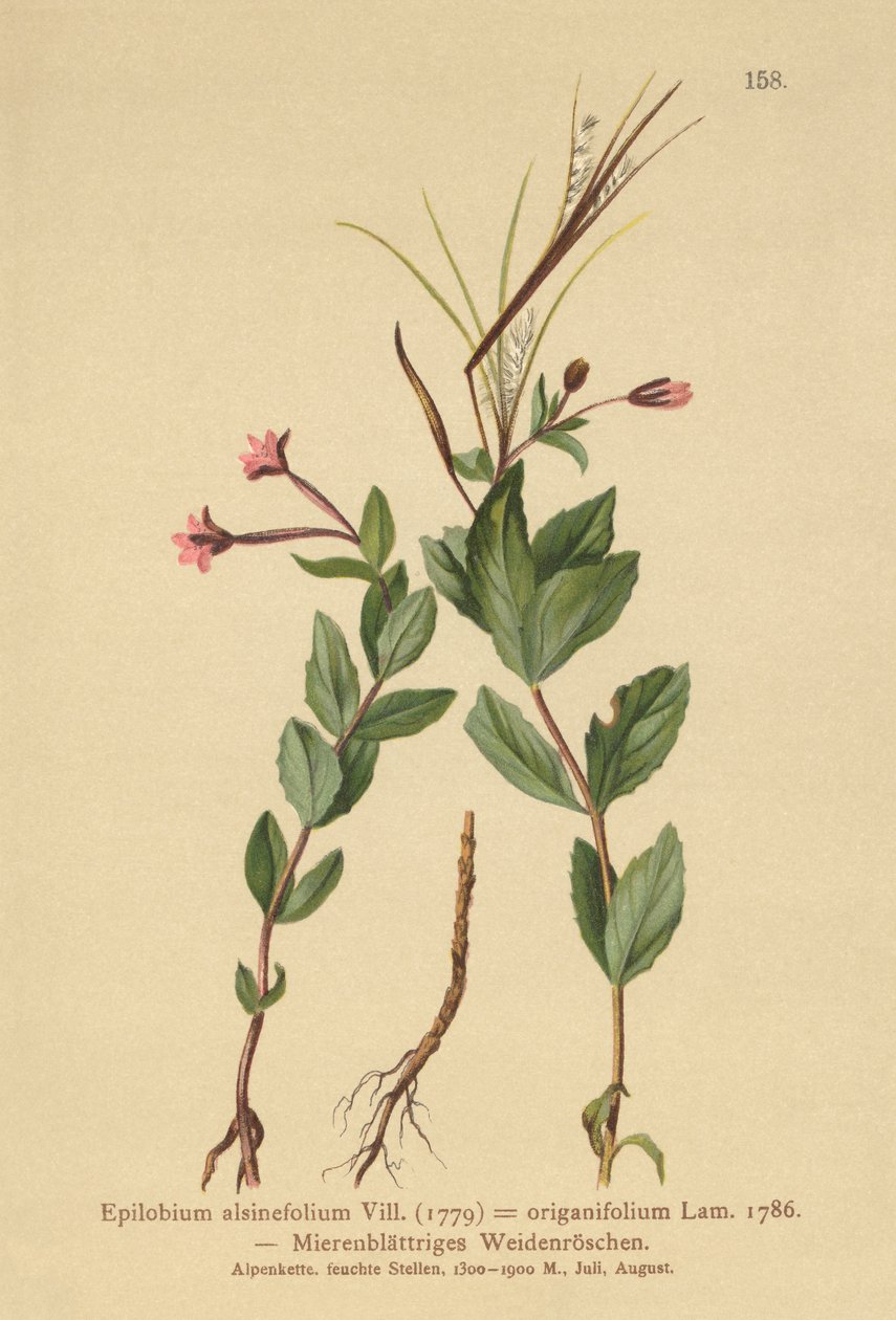 Pajuherkku (Epilobium alsinefolium, Epilobium origanifolium) tekijältä German School