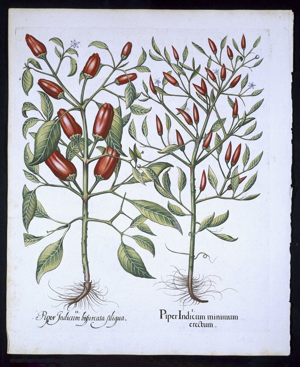 Chilipippurikasveja, Basil Beslerin (1561-1629) Hortus Eystettensisistä, pub. 1613 (käsinvärinen kaiverrus) tekijältä German School