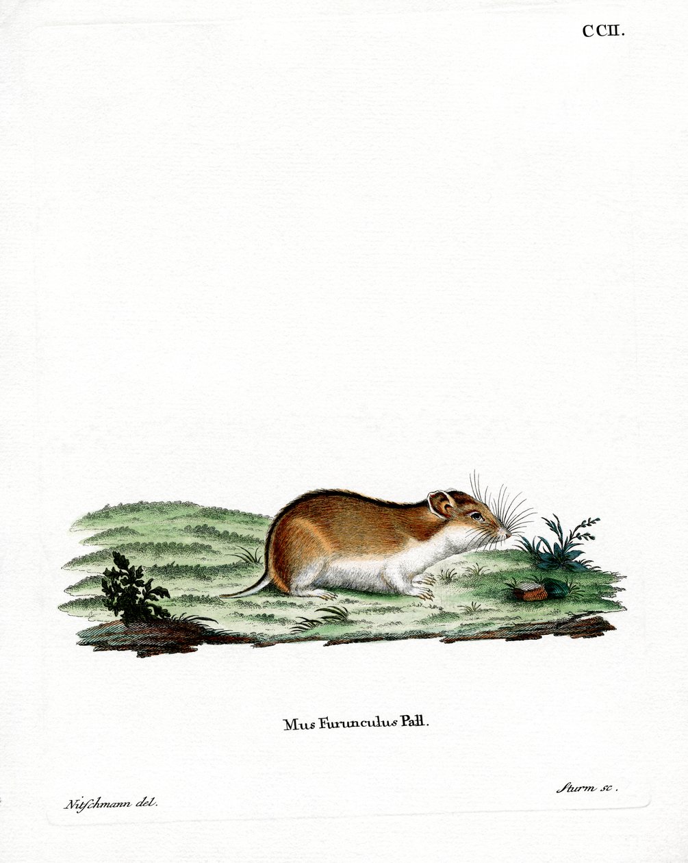 Kiinanraidallinen hamsteri (värillinen kaiverrus) tekijältä German School