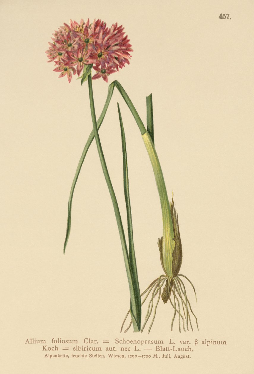 Ruohosipuli (Allium foliosum, Allium Schoenoprasum var. alpinum, Allium sibiricum) tekijältä German School