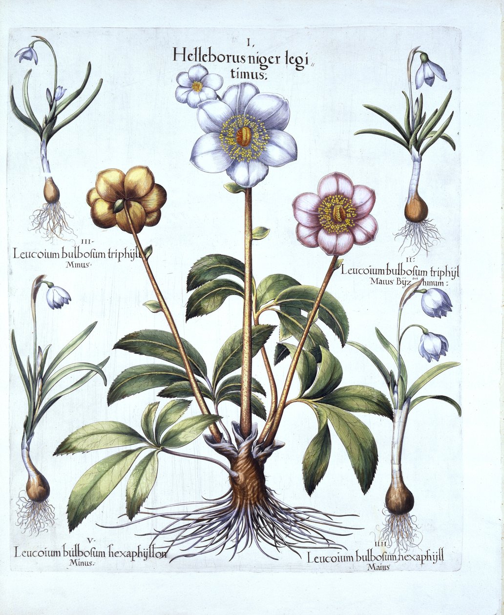 Jouluruusun ja lumikellon muunnelmia, Hortus Eystettensis, Basil Besler (1561-1629), pub. 1613 (käsinvärinen kaiverrus) tekijältä German School