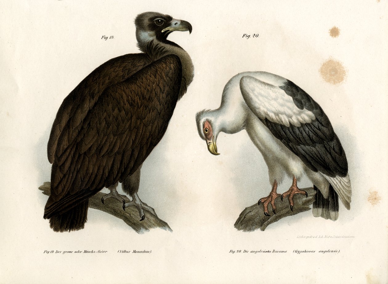 Cinereous Vulture, 1864 tekijältä German School