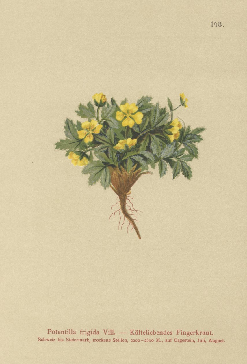 Cinquefoil (Potentilla frigid, Potentilla glacialis, Potentilla helvetica) tekijältä German School