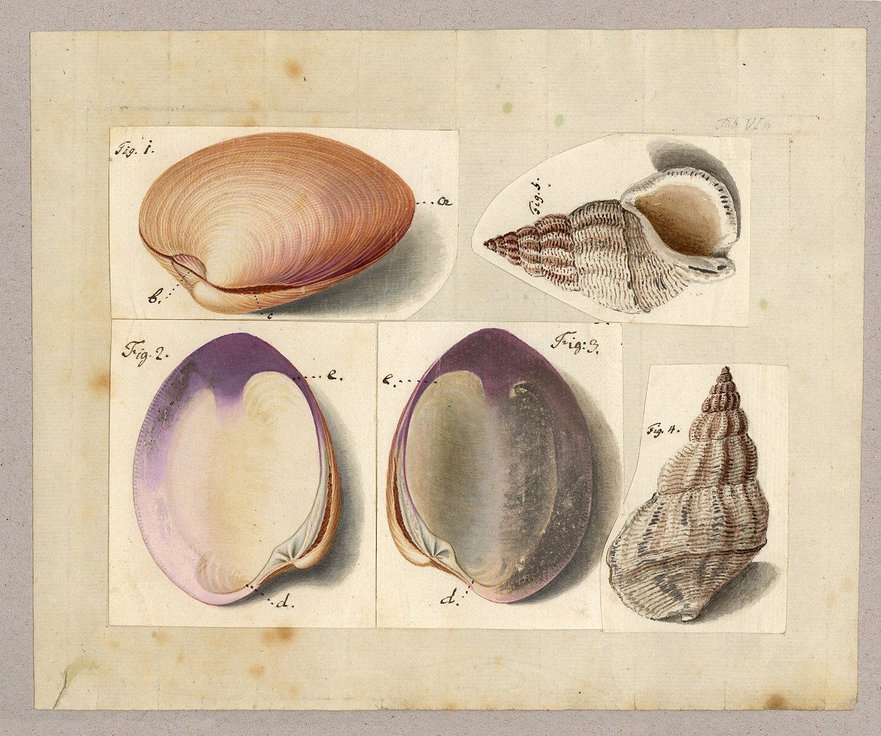 Simpukka ja merietana: Venus Mercenaria Linnaei, Buccino glacioli Linnaei, 1785 (wc paperilla) tekijältä German School