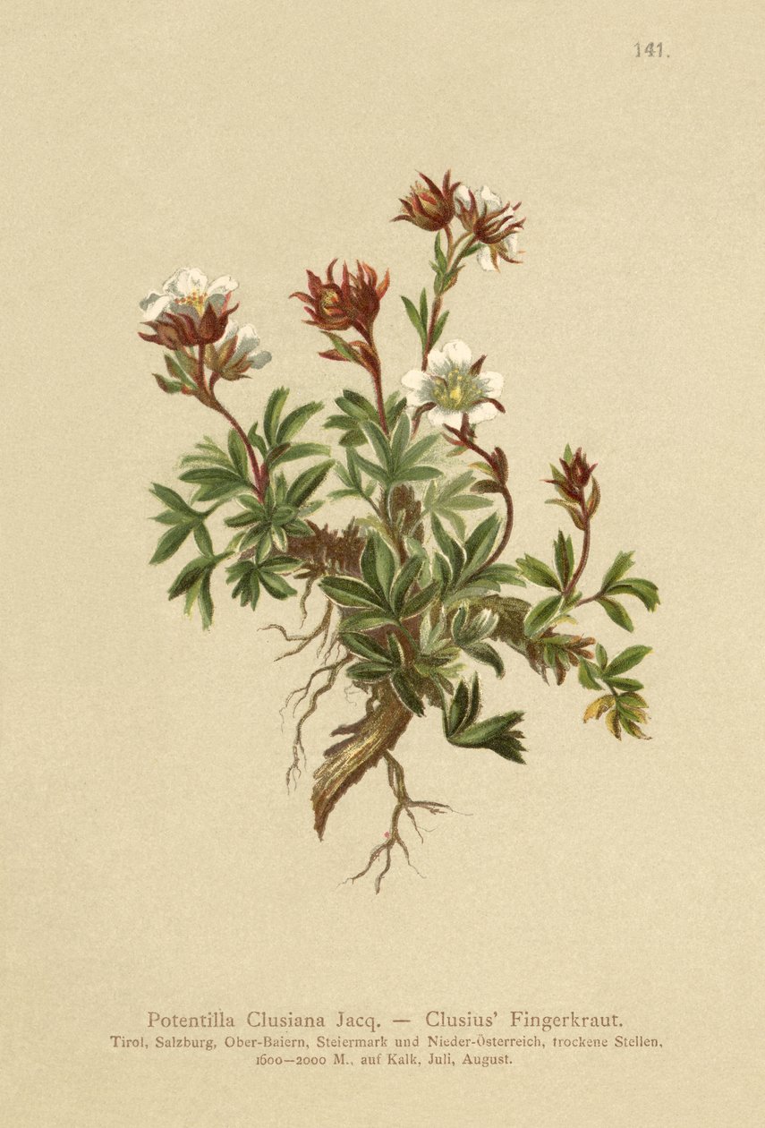 Clusius Cinquefoil (Potentilla Clusiana) tekijältä German School
