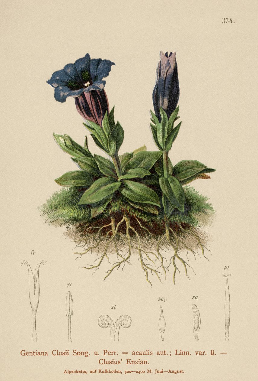 Clusius Gentian (Gentiana Clusii, Gentiana acaulis) tekijältä German School