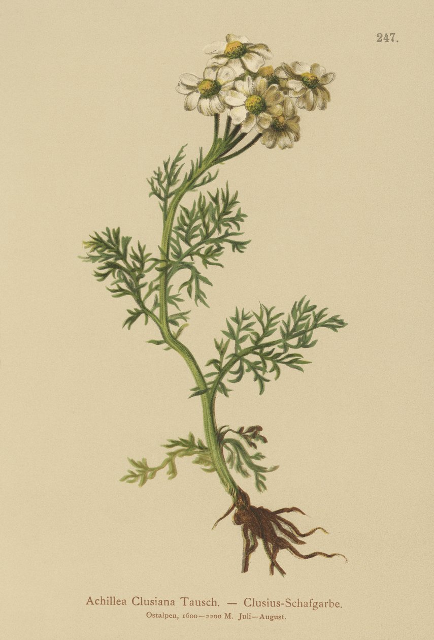 Clusius Yarrow (Achillea Clusiana, Achillea atrata ssp. clusiana) tekijältä German School