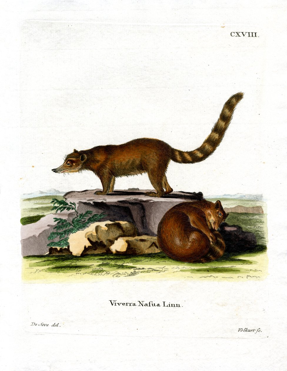 Coati (värillinen kaiverrus) tekijältä German School