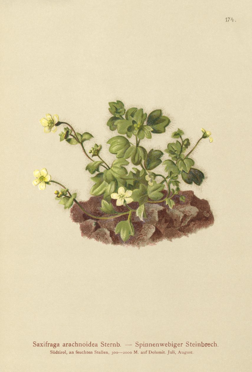 Hämähäkinverkko saksifrage (Saxifraga arachnoidea) tekijältä German School